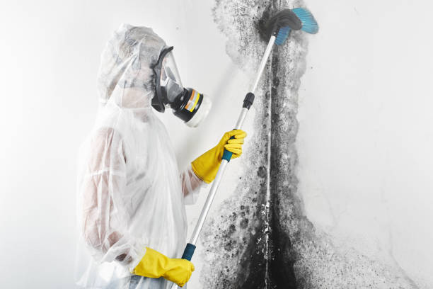 Best Mold Damage Restoration  in Central, SC