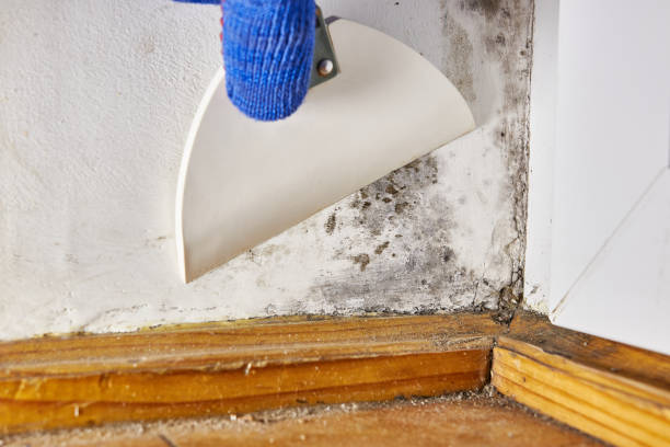 Best Mold-Related Health Consultation  in Central, SC