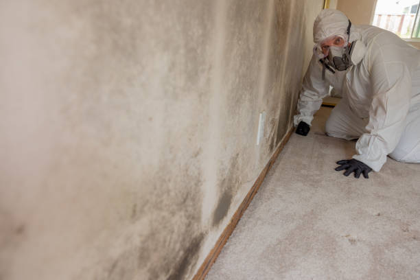 Best Water Damage & Mold Remediation  in Central, SC